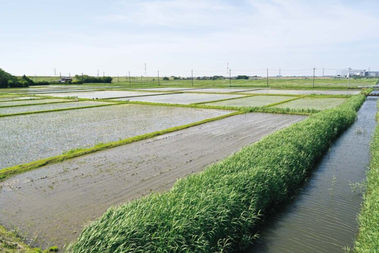 江戸川沿いは壮大な水田地帯。有機肥料で自家栽培するコシヒカリは店頭販売もあり。