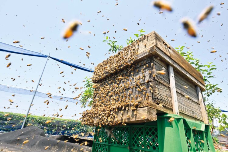 大所帯になり、分家ならぬ分蜂を始めた西洋ミツバチ。空に渦を巻いて引っ越す様が圧巻だ。