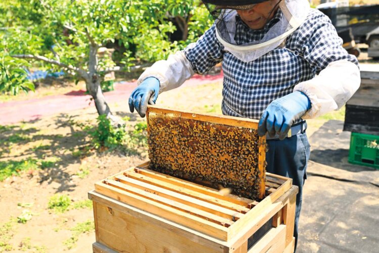約15年前から「趣味で」養蜂を開始。西洋ミツバチの単花蜜、日本ミツバチの百花蜜を採取。