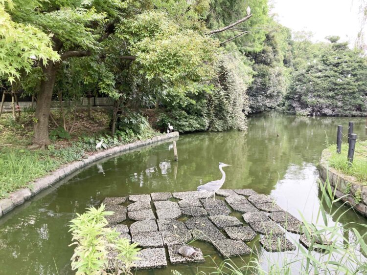 サギなど野鳥の姿も見られる横十間川親水公園。