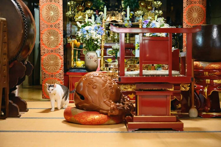 「中野不動 善成寺」の住職が保護したミーコさんは地域のアイドル。