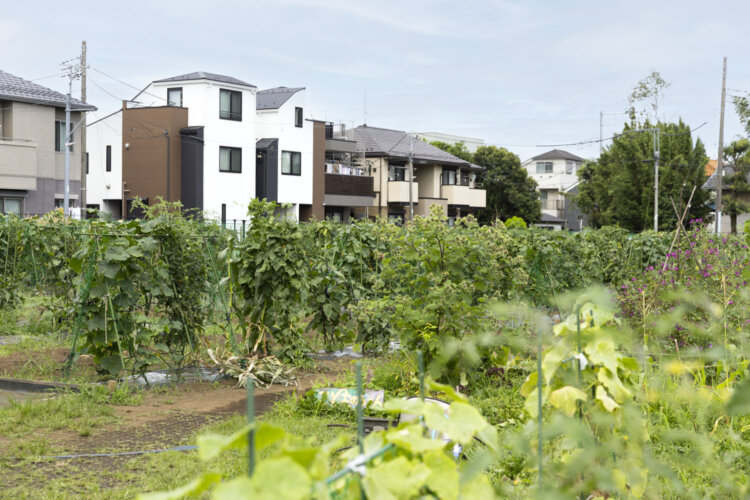 5つの区画が共存する農園。裏には住宅地が広がっている。