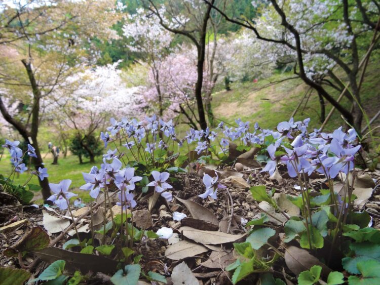 多摩森林科学園