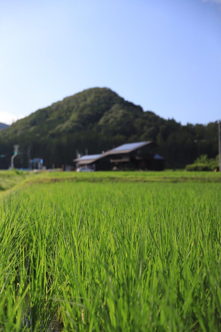 村の中心部は、一面田んぼが続く。