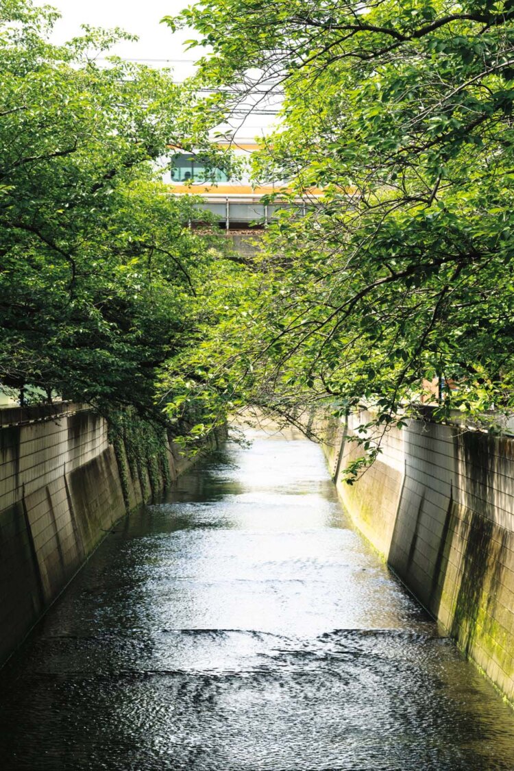 桜の名所でもある神田川。