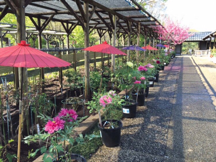 ボタンやシャクヤクが見られる町田ぼたん園。
