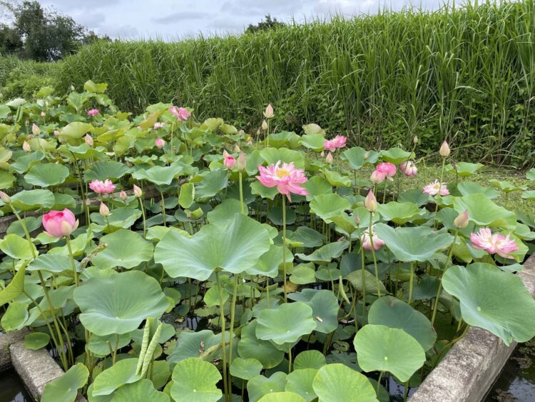蓮の花。