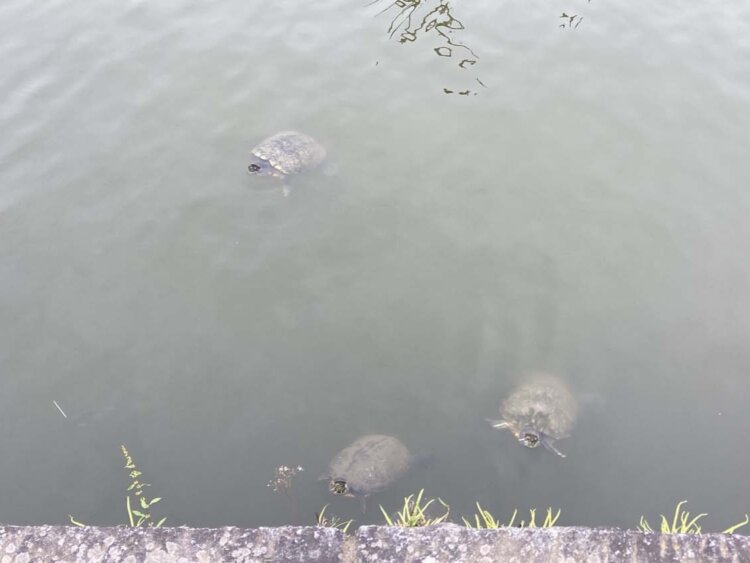 亀城公園だけに、お濠の亀が3匹寄ってきた。