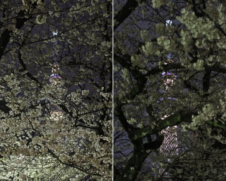 桜の樹の奥にはツリーが埋まっている！　墨田区立隅田公園。紅葉でもいけるだろう。