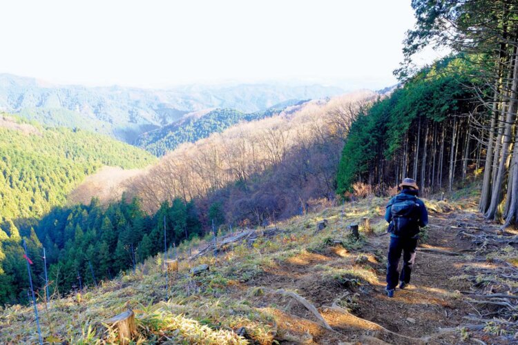 金比羅尾根は山岳レースもあるくらいなので、道幅も広く歩きやすい。尾根歩きはほぼ展望なし。