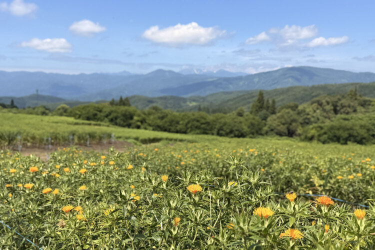 朝日山系をバックに紅花が咲く中山大紅花畑。
