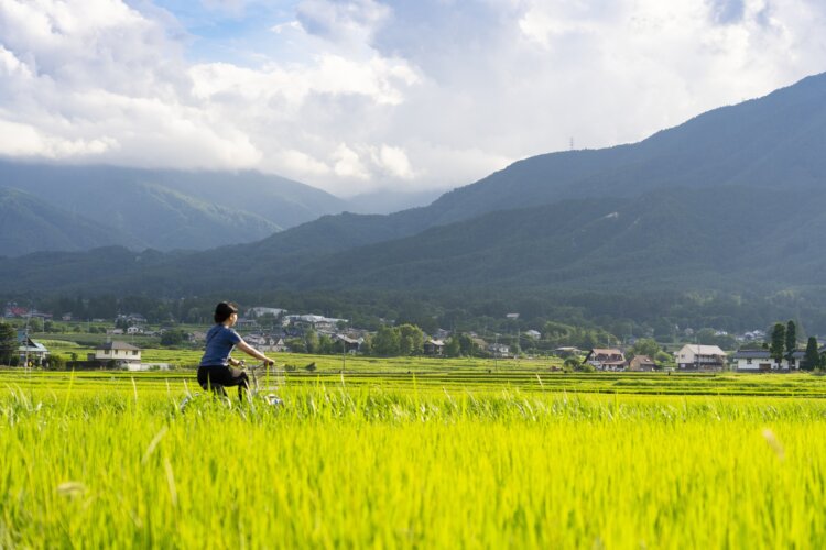 田んぼのなかの道がどこまでも続く安曇野。日の光を浴びた稲穂がキラキラと輝いて美しい（撮影＝金井塚太郎）。