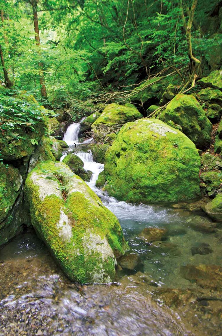 苔むした栃寄沢。2026年2月現在、通行止め。