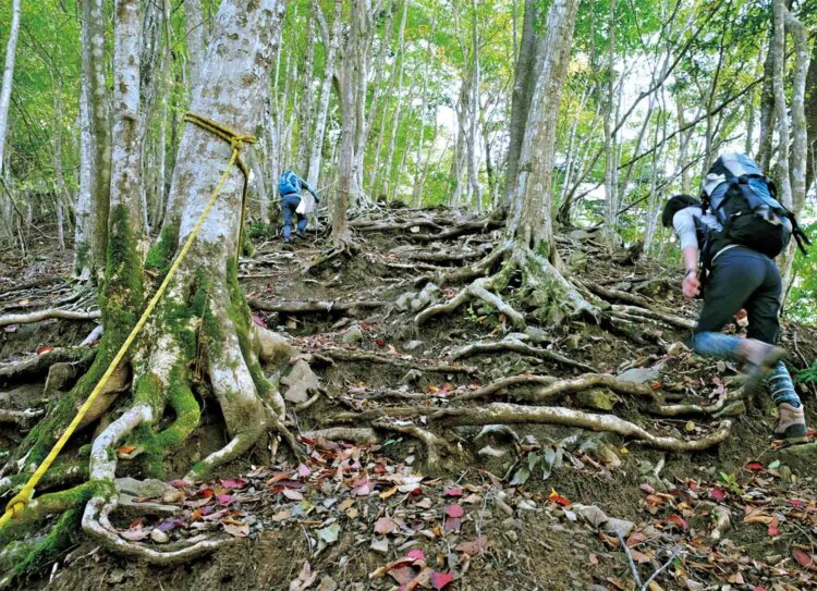 奥多摩湖からサス沢山までは休むところのない急坂。