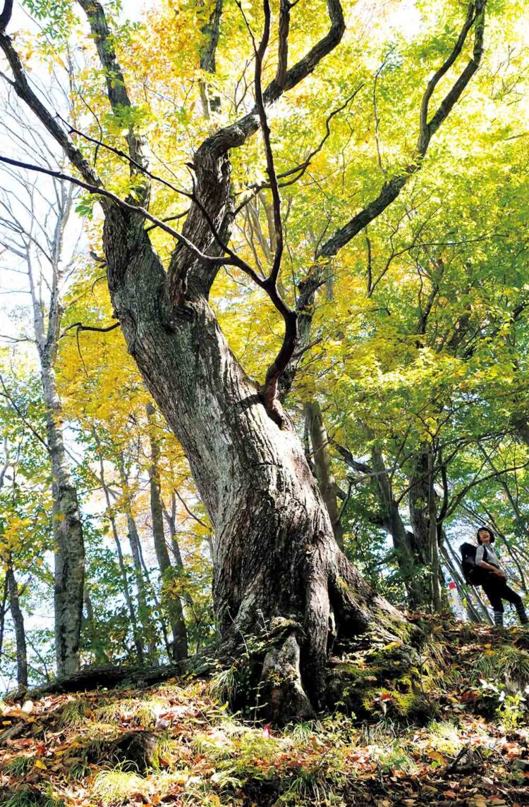 大ブナ尾根の途中にあった巨木。落葉樹が多く、芽吹きから紅葉まで折々の表情が見られる。