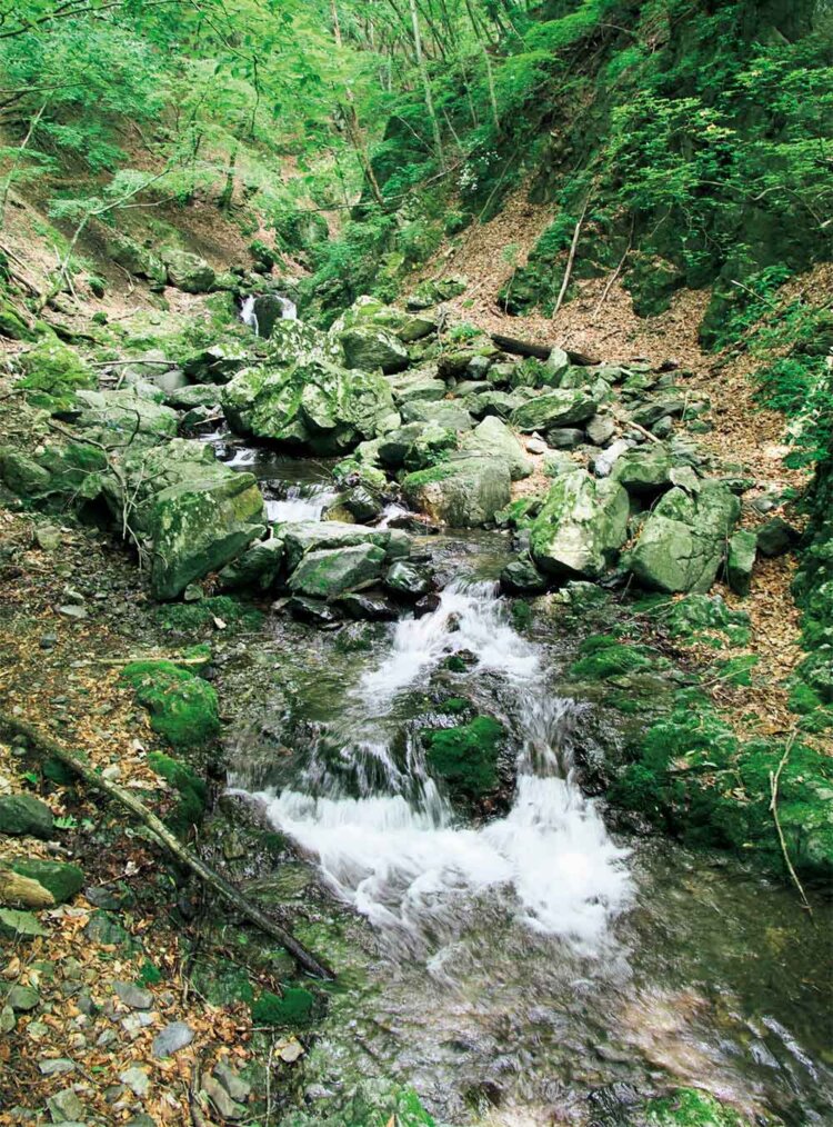 上流部の水根沢。小さな滝がいくつもある。