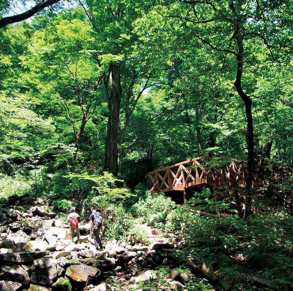 【首都圏日帰り山さんぽ】三頭山から奥多摩湖～山頂へは豊かな森の中を歩き、急坂の尾根下りを楽しむ