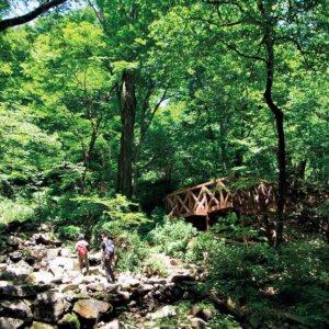 【首都圏日帰り山さんぽ】三頭山から奥多摩湖～山頂へは豊かな森の中を歩き、急坂の尾根下りを楽しむ