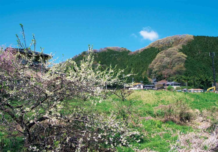梅の木平バス停の先、榎窪川沿いの道を行くと新緑の里山。