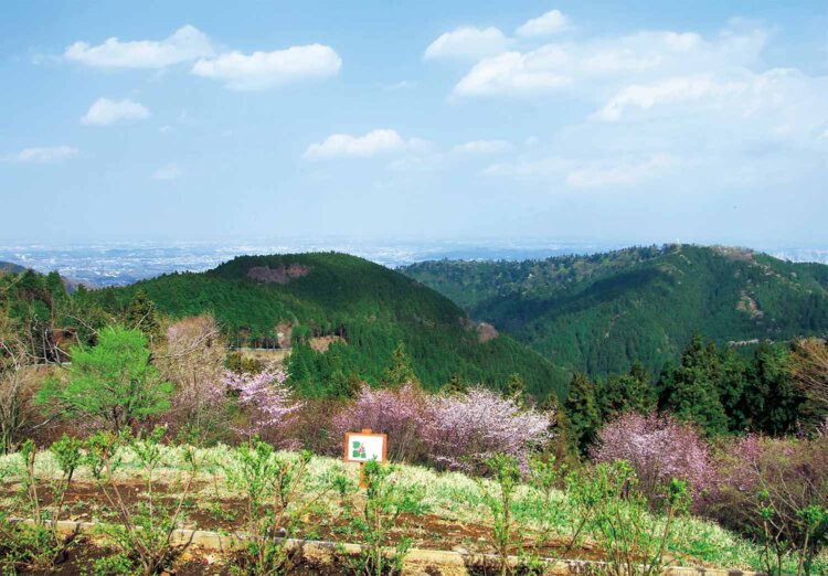 城山から高尾山方面を望む。