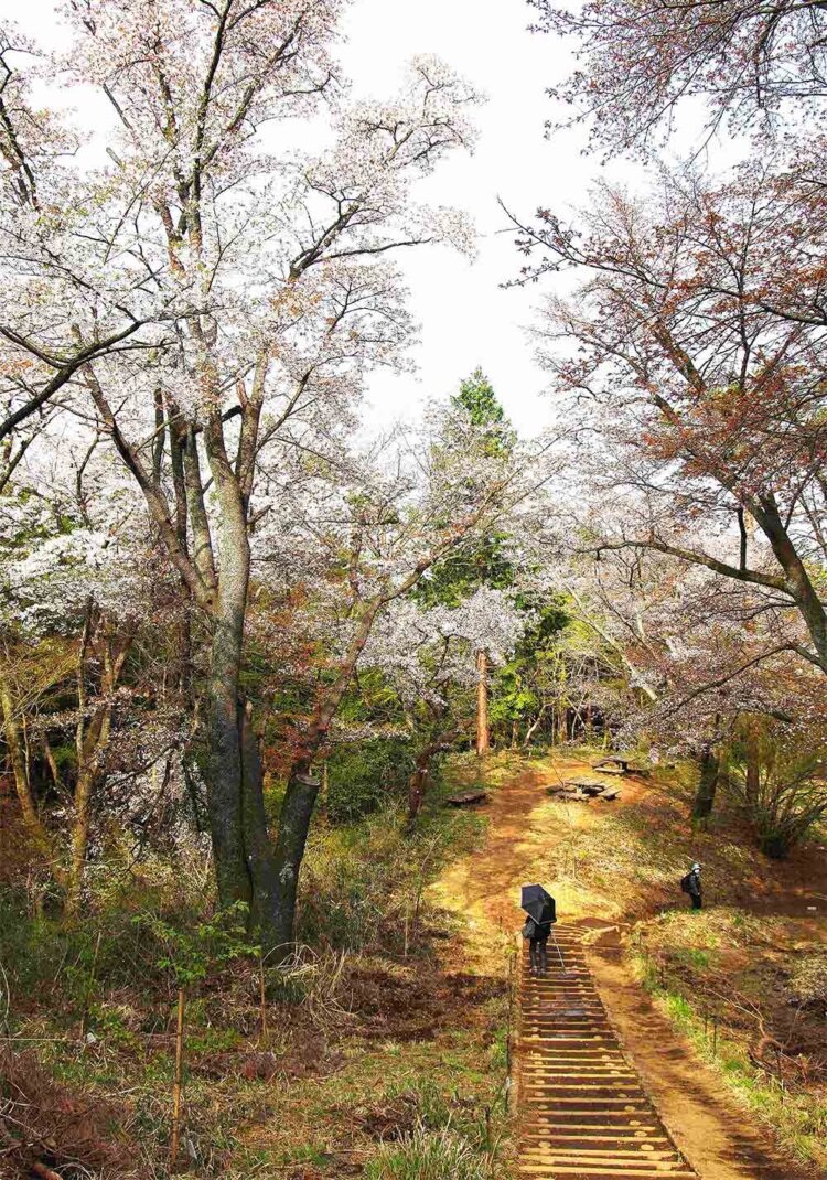 高尾山と小仏城山の途中に桜の名所、一丁平がある。見頃は4月中旬。