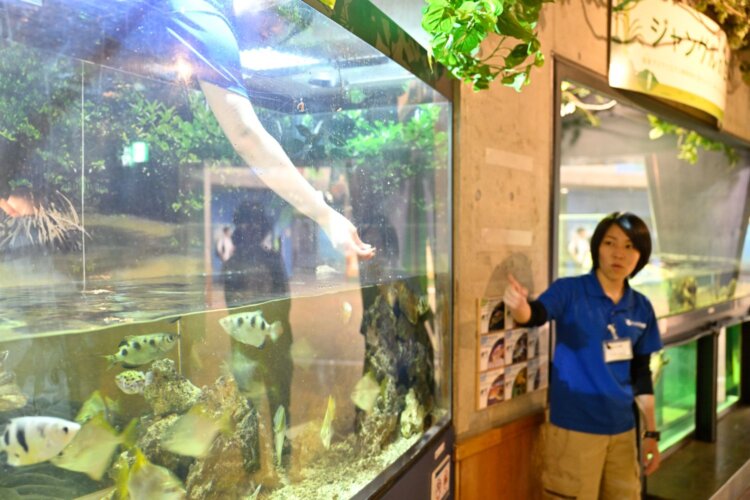 13時からのテッポウウオのエサやりは必見だ。