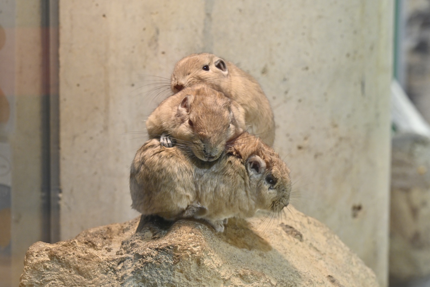 足立区生物園