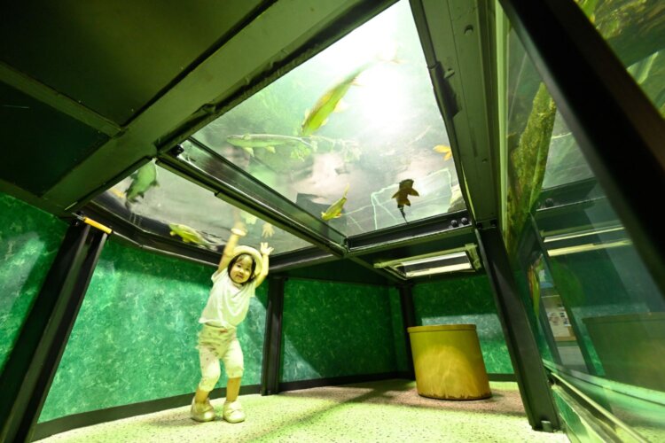 水槽の下に潜れば、魚たちのおなかも見られる。