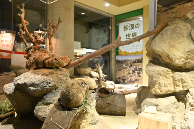 岩山や枯れ木などの資材は元渕江公園から。