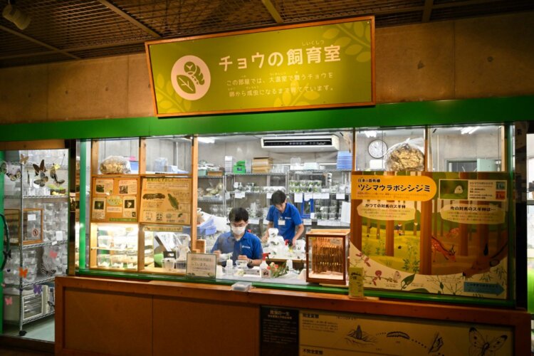 約50種のチョウを卵から成虫まで飼育する。