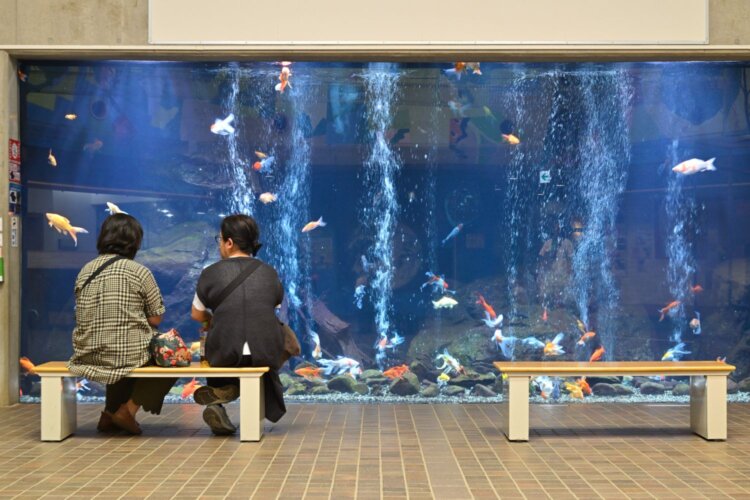 金魚の大水槽はクールスポット。