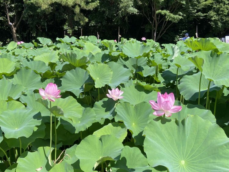 蓮池。