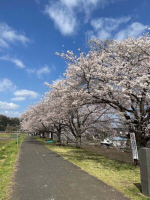 桜づつみ公園