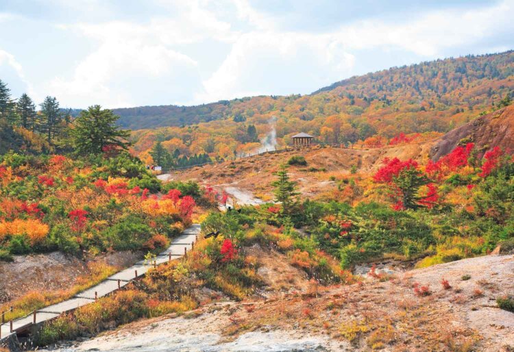 10月上～中旬、後生掛自然研究路の紅葉が見頃に。