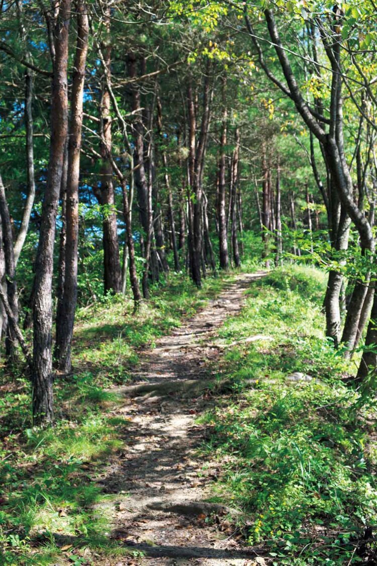 八重山の手前の尾根道。