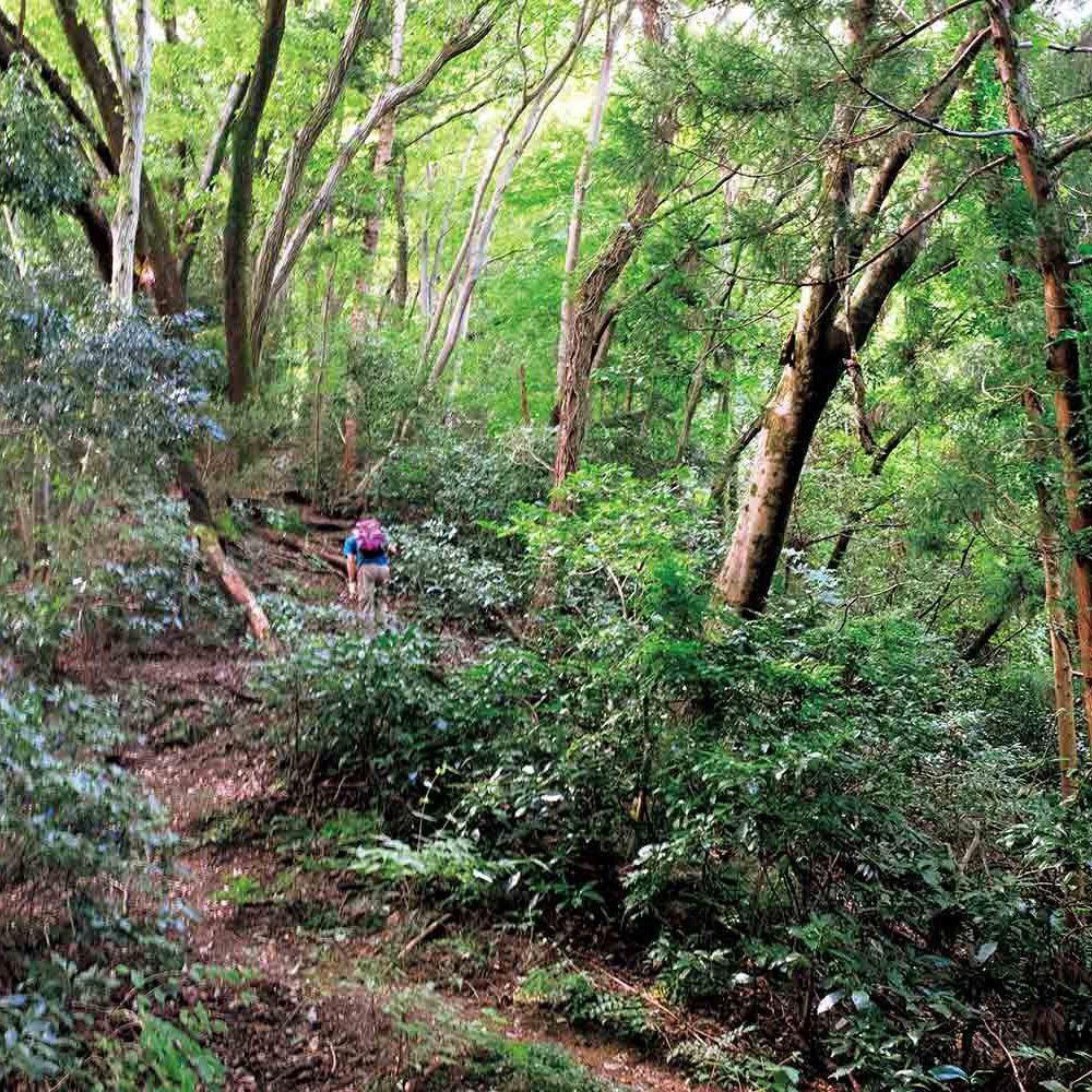 【首都圏日帰り山さんぽ】富士見台から八王子城山～北高尾山稜の一部を歩いて中世の山城跡へ