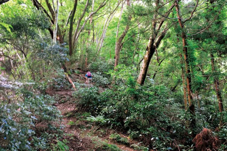 駒木野バス停から1時間歩いたピークに地蔵峰があり、その少し先の深い森の中を歩く。