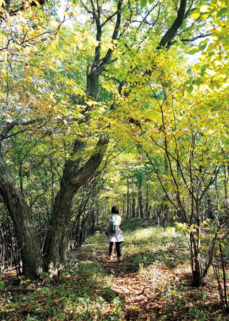 雨降山まで歩きやすい尾根の道が続く。