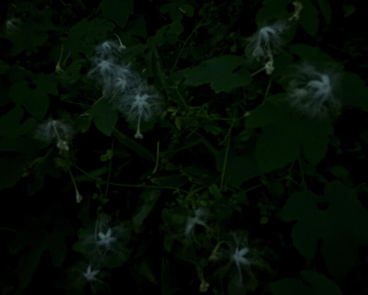 まるで白いレースの衣をまとった妖精たちのような、カラスウリの花たち。夜の間だけ咲く。