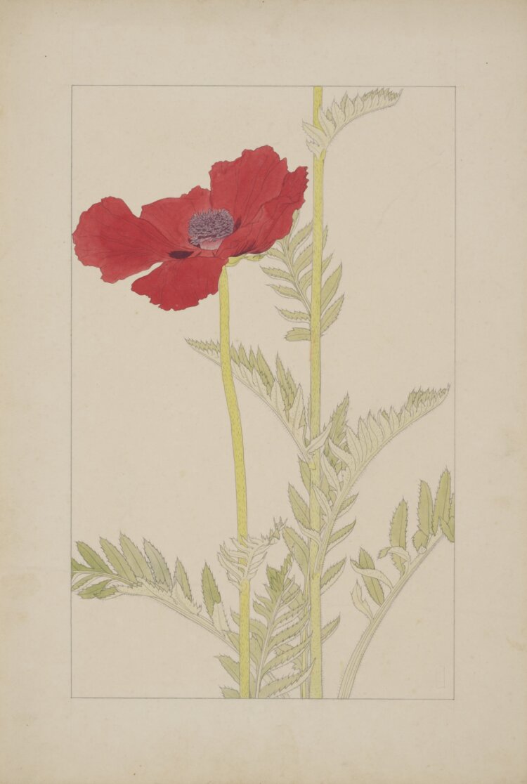 『非水百花譜』 原画「おにげし」 1918年 個人蔵（非水疎開資料）