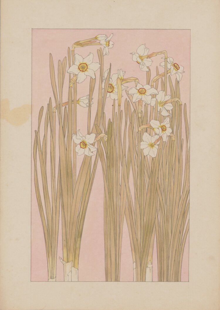 『非水百花譜』原画〔口紅水仙〕 1918年 愛媛県美術館蔵