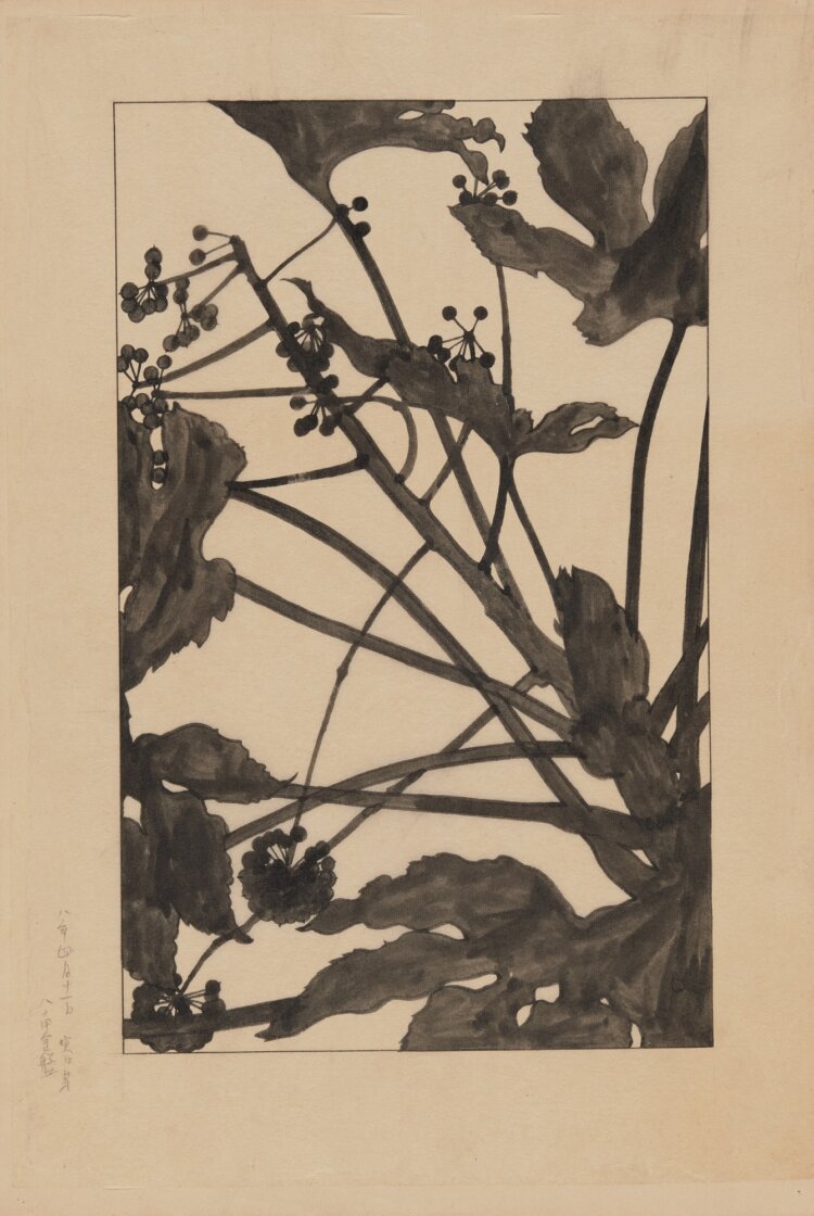 『非水百花譜』 灯影式写生図原画 「八角金盤」 1919年 個人蔵