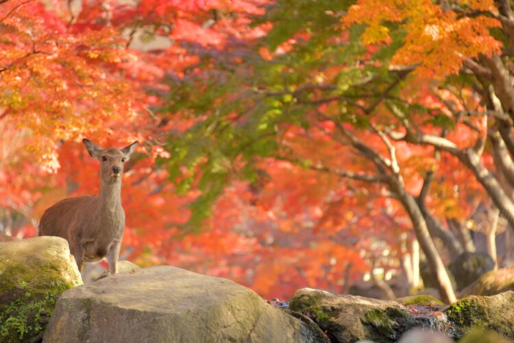 奈良公園の鹿。四季で楽しめる場所だが、晩秋に見るイチョウの絨毯は特にきれい（写真＝MIKI＊WAKISAKA）。