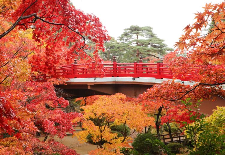もみじ谷の紅葉と観月橋の共演（写真＝弥彦観光協会）。