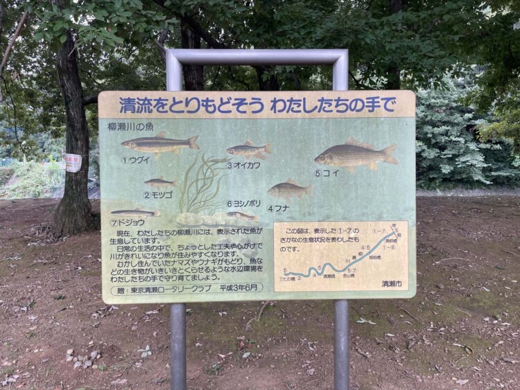 柳瀬川に生息する魚たち。