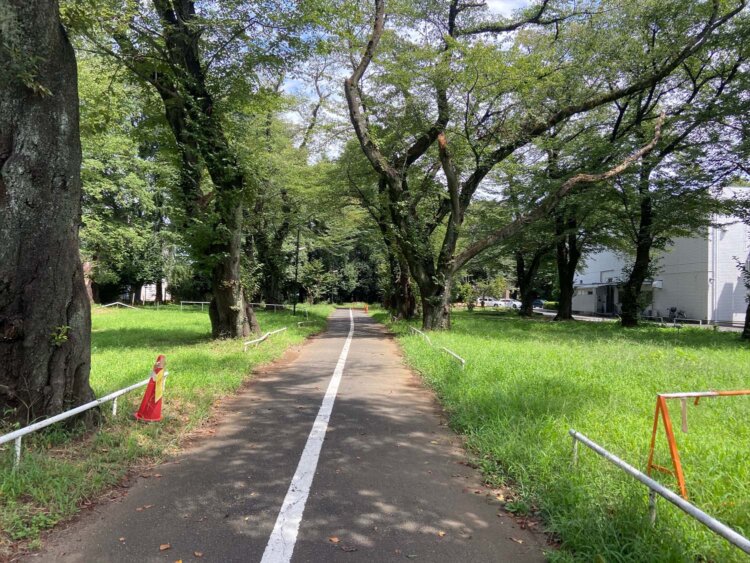 資料館通りの桜並木。
