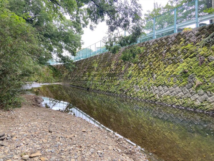 苔も水面に反射して綺麗に見える。