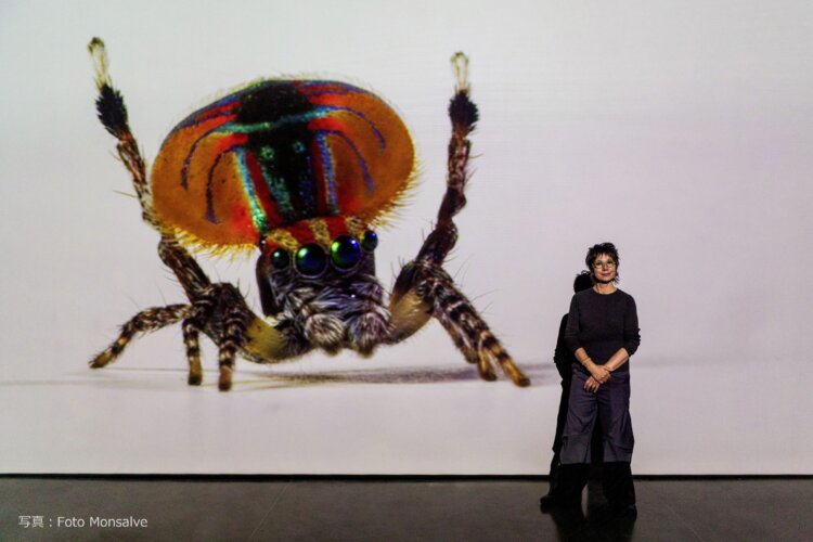 Spiders of Paradise_写真：Foto Monsalve_クレジット入り