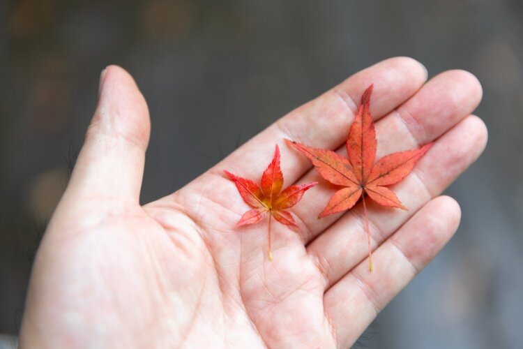 拾ったカエデの葉にも秋の深まりを感じる。