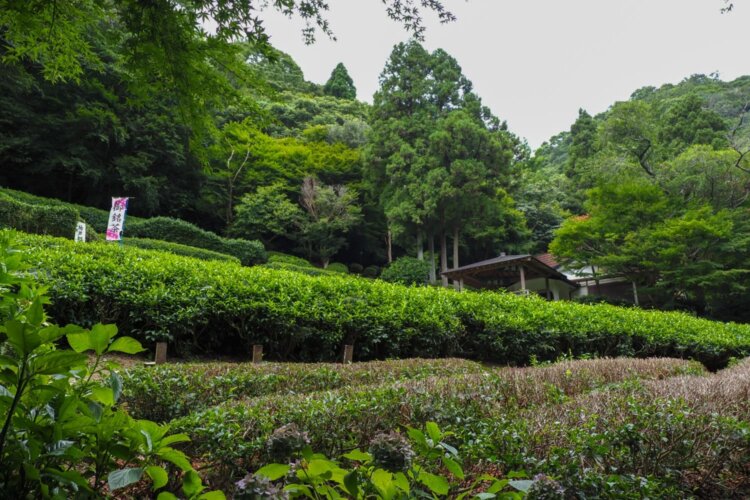 神戸唯一の茶園「六甲観光茶園」を通る。